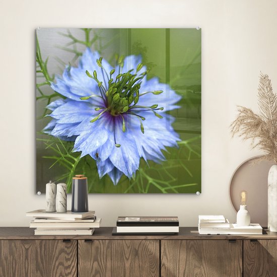 Une nigelle bleu clair en fleur Plexiglas 50x50 cm - Tirage photo sur Glas (décoration murale plexiglas)