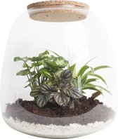 DIY Flessentuin met Glas-1 ong. 25 cm groot - Mini-ecosysteem voor jouw Urban Jungle van Botanicly