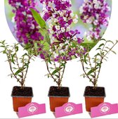 Set van 3 Vlinderstruiken - Buddleja davidii 'Berries & Cream'®- Twee kleuren - Hoogte 25cm - 9cm pot