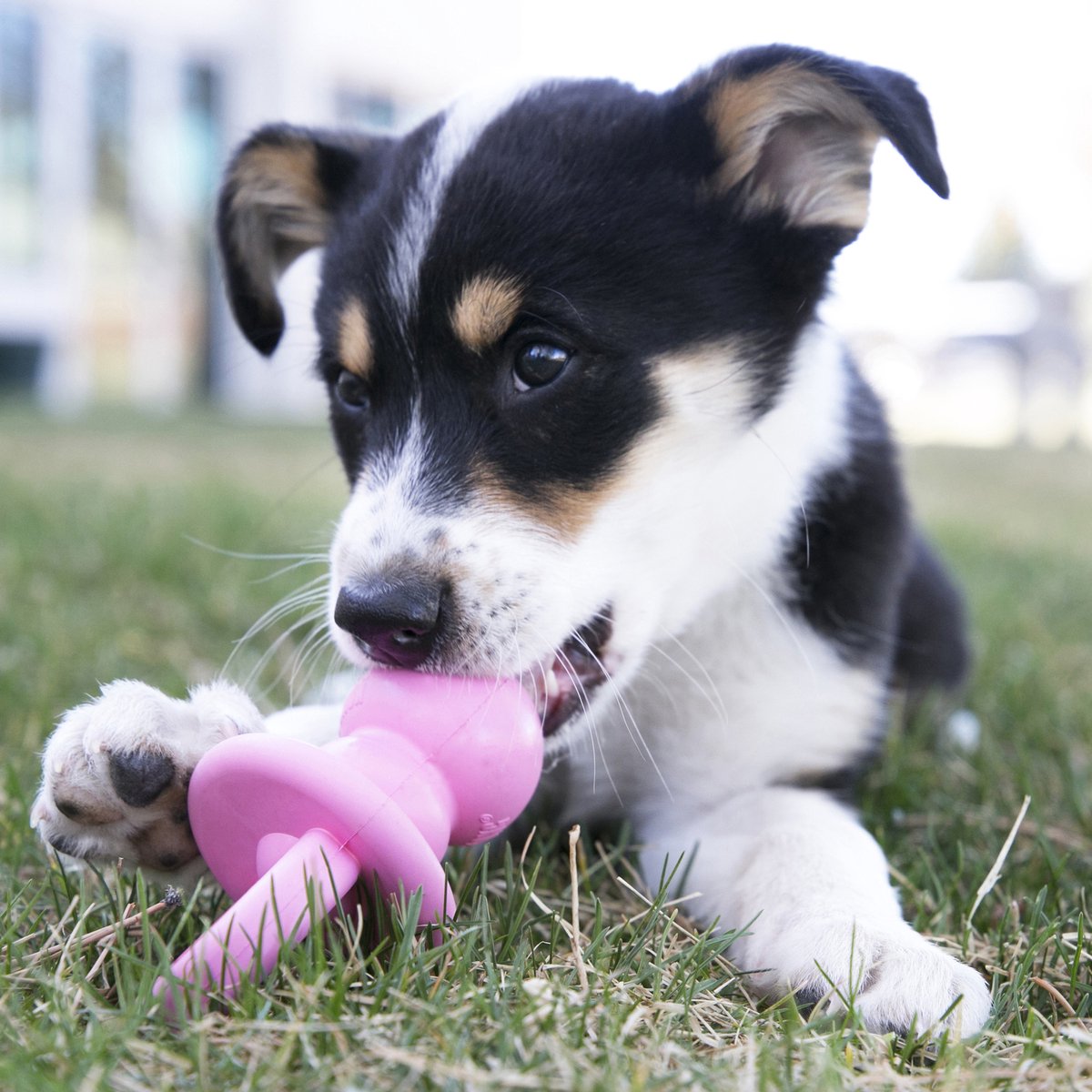 Kong - Puppy Binkie Assorti thumbnail 2