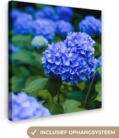 Canvas Schilderij Close up blauwe hortensia bloemen - 50x50 cm - Wanddecoratie