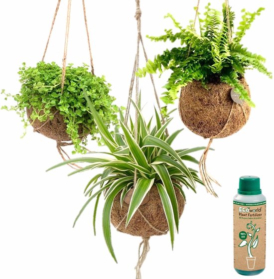 Set de plantes suspendues Ecoworld Jungle - Espèce facile d