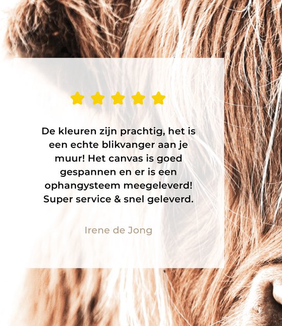 Canvas Schilderij Schotse hooglander - Koe - Wit - 90x120 cm - Wanddecoratie