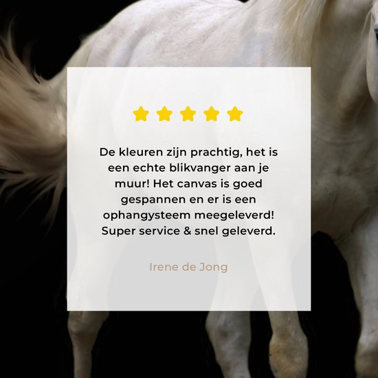 Cheval Wit devant une toile fond noir 2cm 50x50 cm - impression photo sur toile peinture Décoration murale salon / chambre à coucher) / Animaux sauvages Peintures Toile