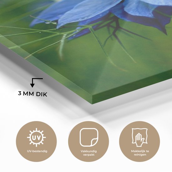 Peinture sur verre MuchoWow® 50x50 cm - Peinture acrylique sur verre - Une fleur de nigelle dans un environnement verdoyant - Photo sur verre - Peintures