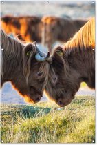 Muurdecoratie Schotse Hooglanders - Dieren - Zon - 120x180 cm - Tuinposter - Tuindoek - Buitenposter