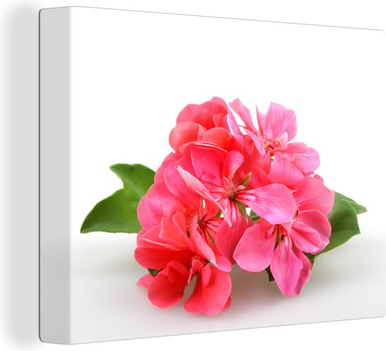 Canvas schilderij 160x120 cm - Wanddecoratie Eenzame roze geranium bloemen - Muurdecoratie woonkamer - Slaapkamer decoratie - Kamer accessoires - Schilderijen