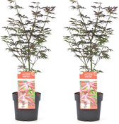Plant in a Box - Acer palmatum Starfish - Set van 2 - Japanse esdoorn winterhard - Pot 19cm - Hoogte 60-70cm