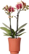 Orchidee – Vlinder orchidee (Phalaenopsis) met bloempot – Hoogte: 9 cm – van Botanicly