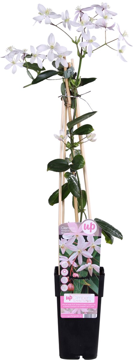 BOTANICLY Klimplant – Clematis armandii (Clematis Armandii Apple Blossom) – Hoogte: 65 cm – van