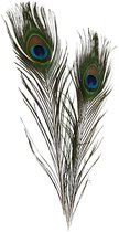 Plumes de paon, L: 25-30 cm, 10 pces