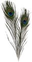 Plumes de paon, L: 25-30 cm, 10 pces