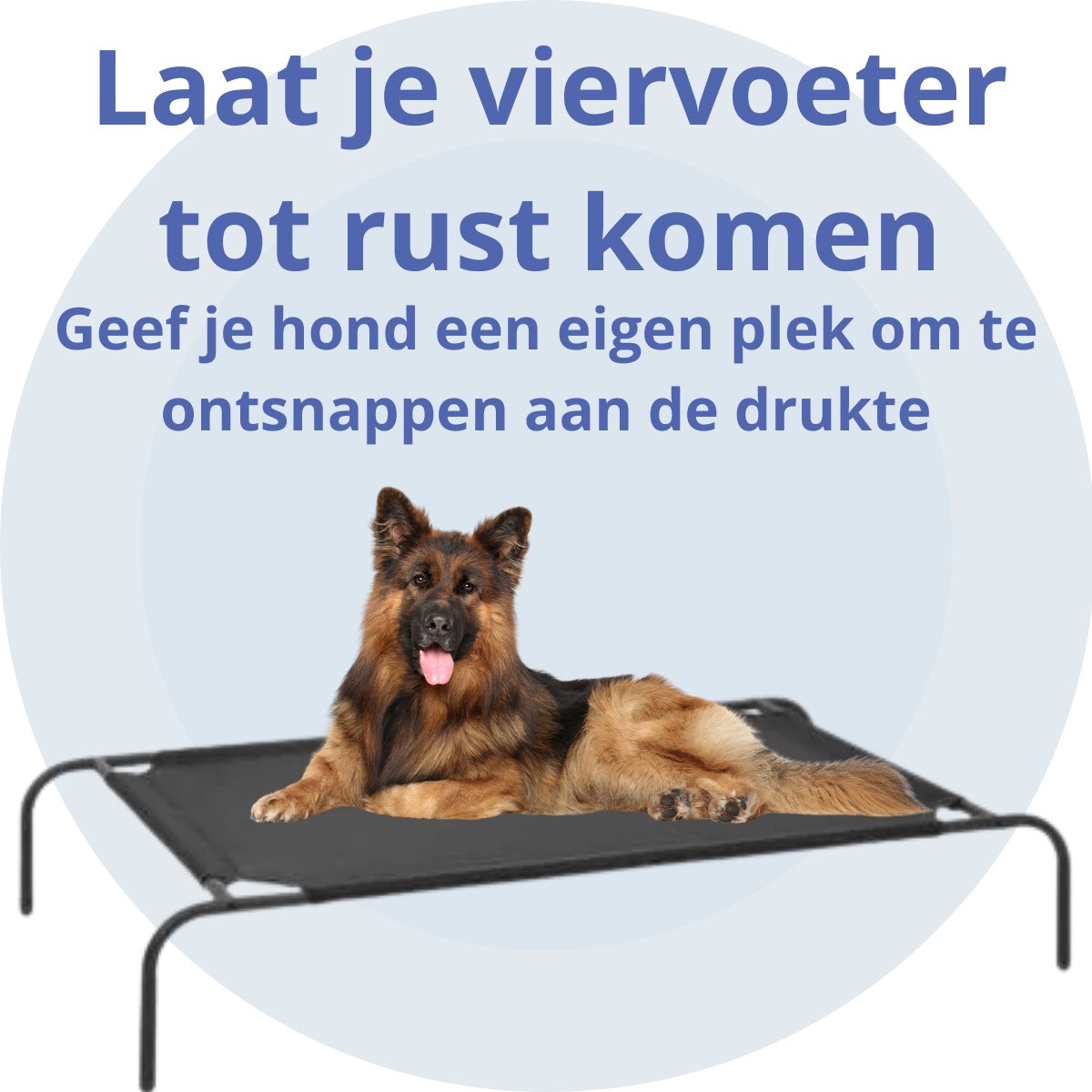 Hondenstretcher: 15x de beste van 2026 [Lees dit Eerst