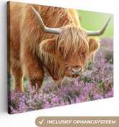 Tableau sur Toile Scottish Highlander - Violet - Fleurs - 80x60 cm - Décoration murale