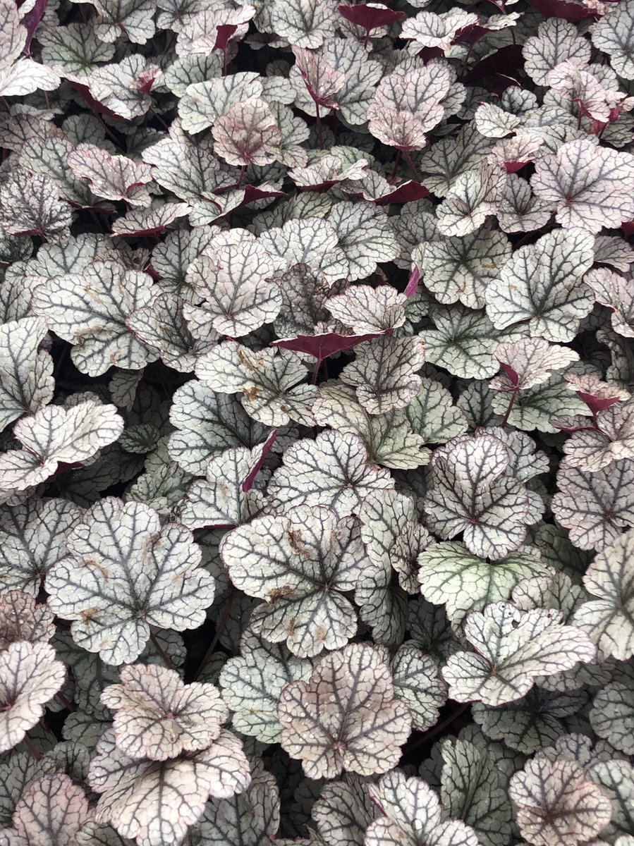 6 x Heuchera 'Silver Scrolls' - Purperklokje in pot 9 x 9 cm