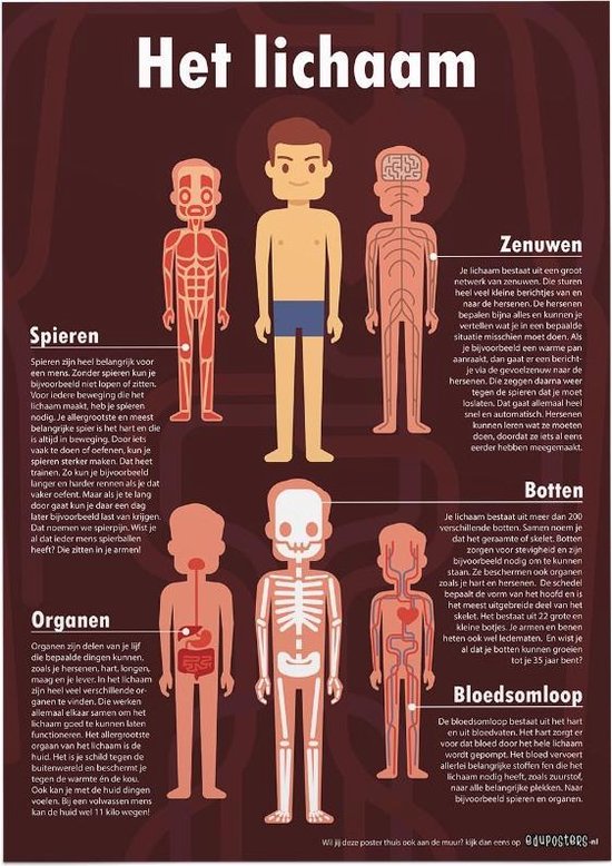 Educatieve poster (Posterpapier) - Biologie het complete lichaam - 29.7 x 42 cm (A3)