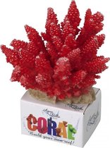 Auqa Della Coral module acropora Rood M - 11,5x10,5x9cm