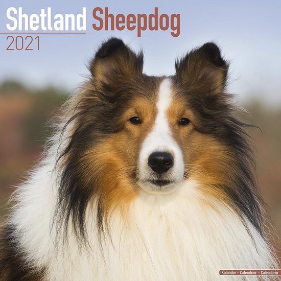 Sheltie - Shetland Sheepdog Kalender 2021