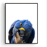 Postercity - Design Canvas Poster Papagaai Blauw / Kinderkamer / Jungle - Dieren Poster / Babykamer - Kinderposter / Babyshower Cadeau / Muurdecoratie / 50 x 40cm