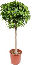 Ficus Columnar 130 cm