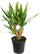 Yucca 70 cm - 3/4 armen