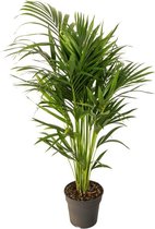 Kentia 140 cm - Howea palm
