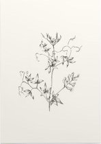 Rankende Helmbloem zwart-wit Schets (Climbing Corydalis) - Foto op Posterpapier - 42 x 59.4 cm (A2)