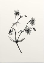 Grote Muur zwart-wit (Greater Stitchwort) - Foto op Posterpapier - 42 x 59.4 cm (A2)