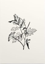 Torilis zwart-wit (Hedge Parsley) - Foto op Posterpapier - 50 x 70 cm (B2)