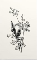 Matthiola Incana zwart-wit (Hoary Shrubby Stock) - Foto op Forex - 30 x 45 cm