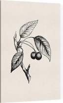 Zoete Kers zwart-wit (Gean) - Foto op Canvas - 40 x 60 cm