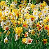 25x Narcissus 'Rich Garden'  - Narcissen Mix - Geel Wit Oranje - Vroegbloeiers - 25 bloembollen