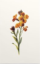 Muurbloempje (Wallflower White) - Foto op Forex - 30 x 45 cm