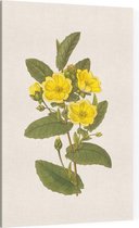 Hibbertia Aquarel (Hibbertia) - Foto op Canvas - 30 x 45 cm