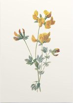 Gewone Rolklaver (Birds Foot Trefoil) - Foto op Posterpapier - 50 x 70 cm (B2)