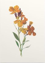 Muurbloempje (Wallflower) - Foto op Posterpapier - 50 x 70 cm (B2)