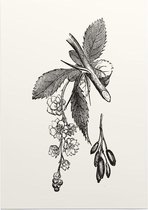 Berberis zwart-wit (Barberry) - Foto op Posterpapier - 29.7 x 42 cm (A3)