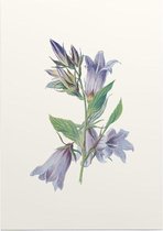 Ruig Klokje (Nettle Leaved Bellflower) - Foto op Posterpapier - 29.7 x 42 cm (A3)