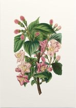 Weigela Heester Aquarel (Weigela) - Foto op Posterpapier - 50 x 70 cm (B2)