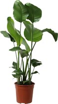 Kamerplant van Botanicly – Paradijsvogelbloem – Hoogte: 100 cm – Strelitzia Nicolai