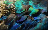 Kleurrijke veren van een blauwe pauw - Foto op Forex - 60 x 40 cm