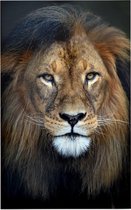 Leeuw koning jungle - Foto op Forex - 80 x 120 cm