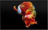 Oranje siamese kempvis op zwarte achtergrond - Foto op Forex - 120 x 80 cm