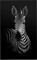 Zebra op zwarte achtergrond - Foto op Forex - 30 x 45 cm