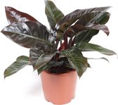 Kamerplant van Botanicly – Philodendron Imperial Red – Hoogte: 70 cm