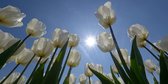 Fotobehang van witte Tulpen in de zon 250 x 260 cm - € 175,--