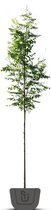 Blazenboom | Koelreuteria paniculata | Stamomtrek 6-8 cm