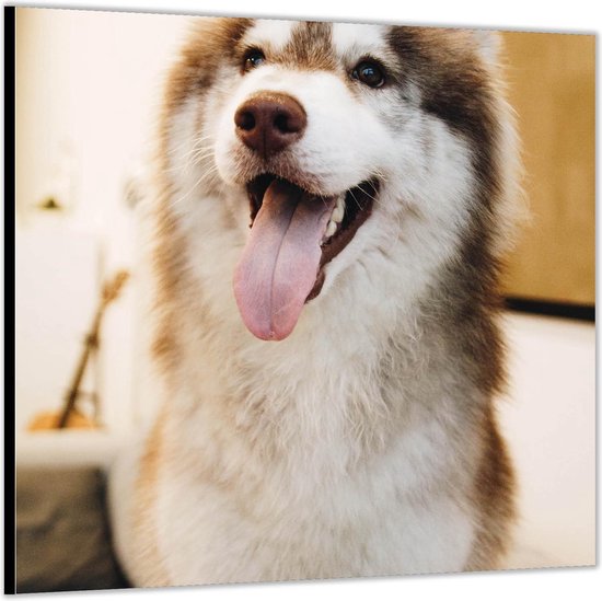 Dibond –Hijgende Hond-50x50 Foto op Aluminium (Wanddecoratie van metaal)