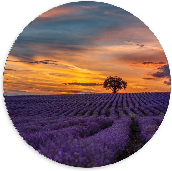 Dibond Muurcirkel - Landschap - Bloemen - Planten - Boom - Lavendel - Zonsondergnag - Paars - 100x100 cm Foto op Aluminium Muurcirkel (met ophangsysteem)