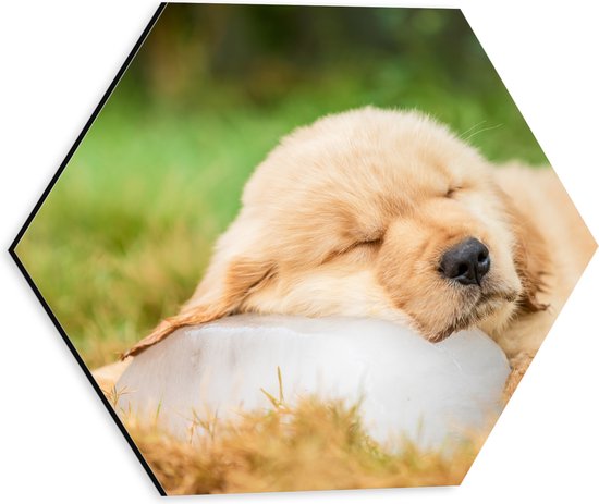 Dibond Hexagon - Slapende Golden Retriever Puppy in het Gras - 30x26.1 cm Foto op Hexagon (Met Ophangsysteem)